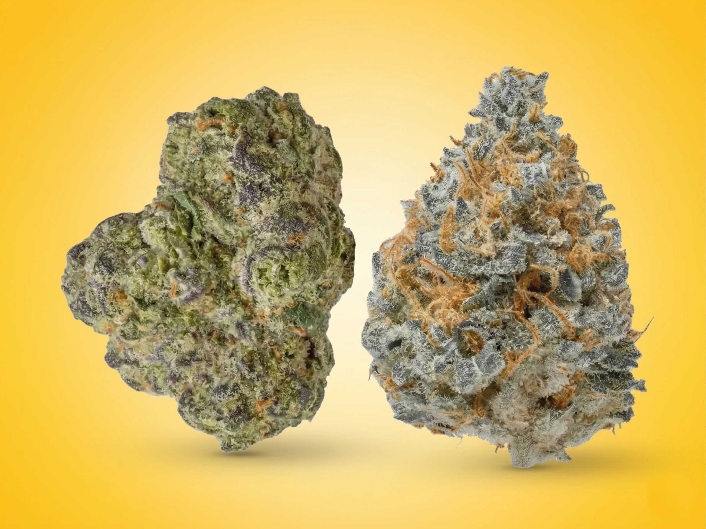 Buy Premium THCA Flower Online, Top-Shelf Hemp Strains - Costa Brand