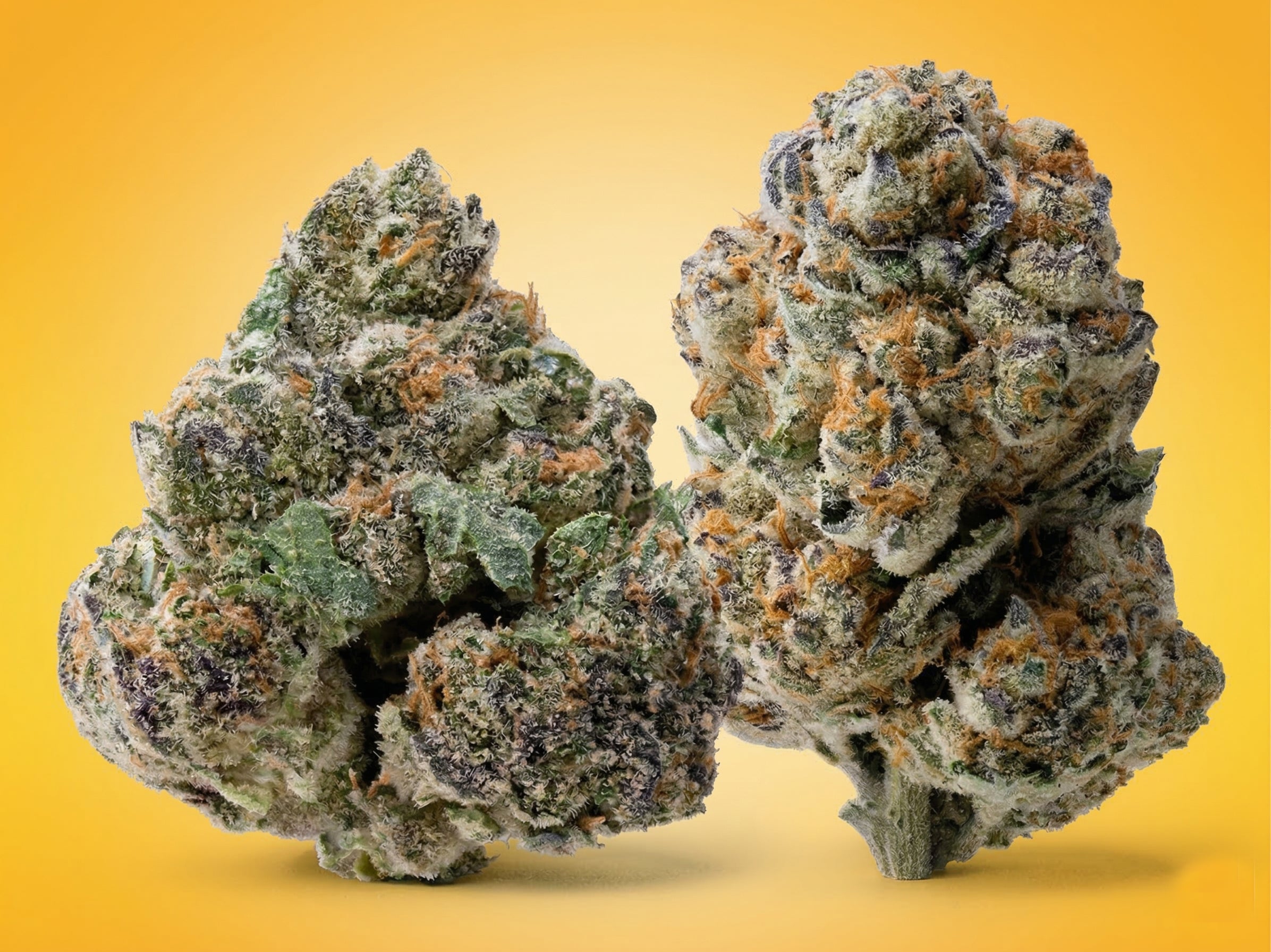 Buy Premium THCA Flower Online, Top-Shelf Hemp Strains - Costa Brand