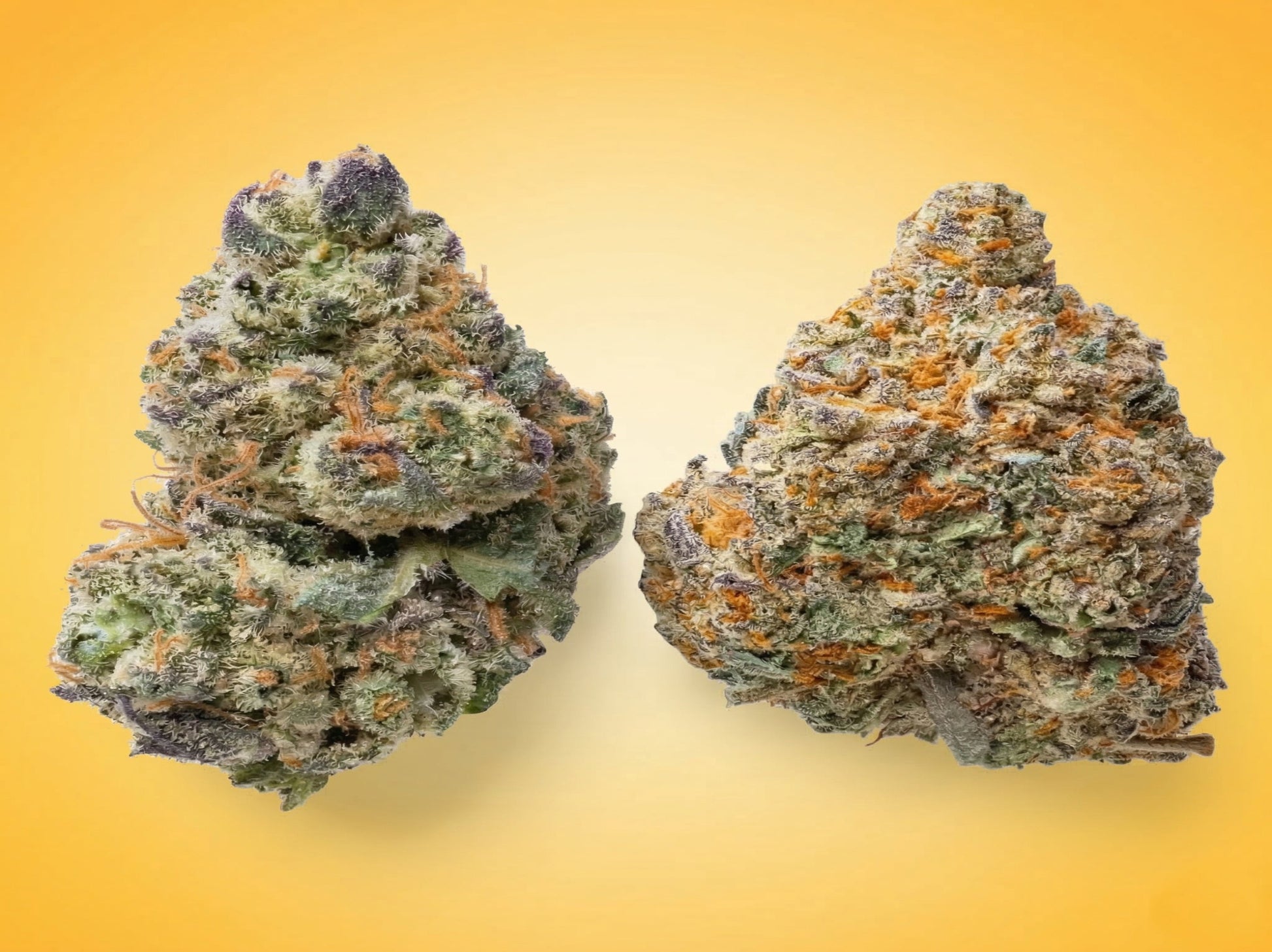 Honey Comb Fruity Pebbles Cannabis Flower Smalls By Costa